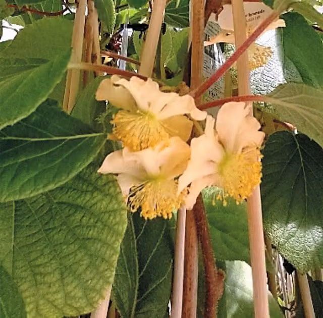 Planta de Kiwi Amarillo Actinia Deliciosa de la marca Atlas para exterior con una altura de 40 a 50 cm