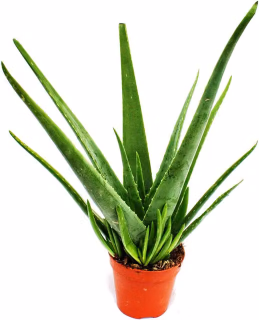 Planta de Aloe perenne de la marca EXOTENHERZ en maceta de cerámica verde para exterior o interior