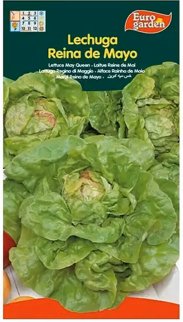 Semillas de lechuga Verde reina de mayo Euro Garden, 5 g