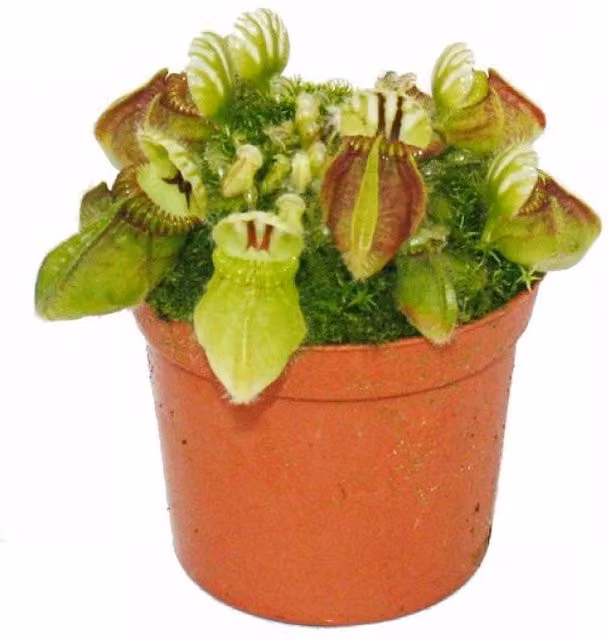 Planta carnívora Cephalotus follicularis en maceta de 9 cm de EXOTENHERZ