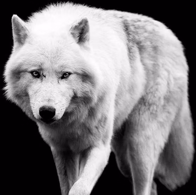 Cuadro de lobo en lienzo blanco HXA DECO An/Al: 80 x 50 cm