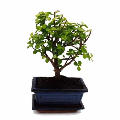 Bonsai de Portulacaria afra de la marca EXOTENHERZ, Árbol de jade suculento de color verde con forma esférica