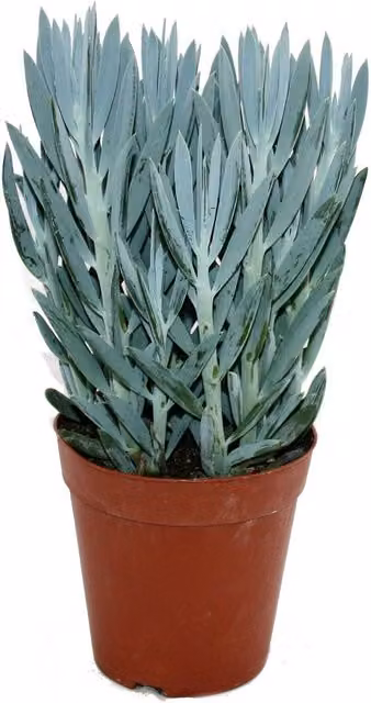 Planta suculenta Senecio de la marca EXOTENHERZ en maceta de cerámica de 15 cm disponible en colores azul, gris o verde