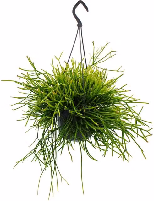 Planta colgante de cactus Rhipsalis pulchra de la marca Exotenherz, variedad ornamental verde para interior