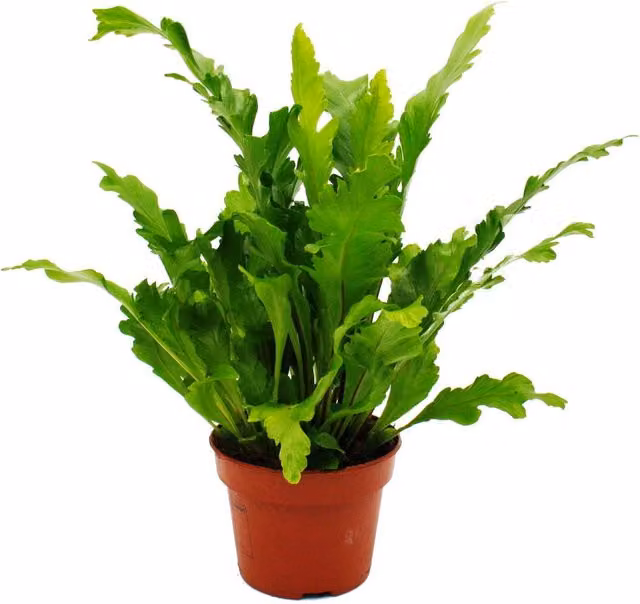 Helecho Asplenium nidus Campio de EXOTENHERZ para interior en cesta colgante verde