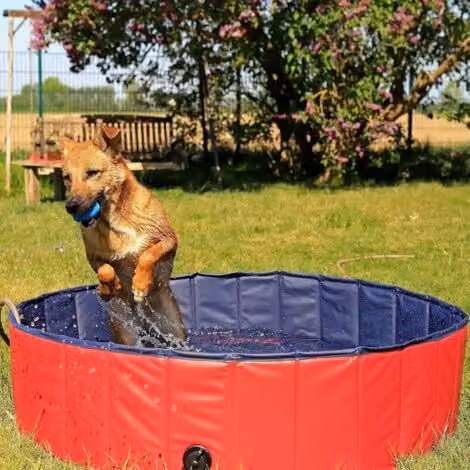 Piscina Plegable Ulisem para Perros y Niños de PVC con Tapón de Drenaje, Diámetro: 80 cm, Altura: 20 cm