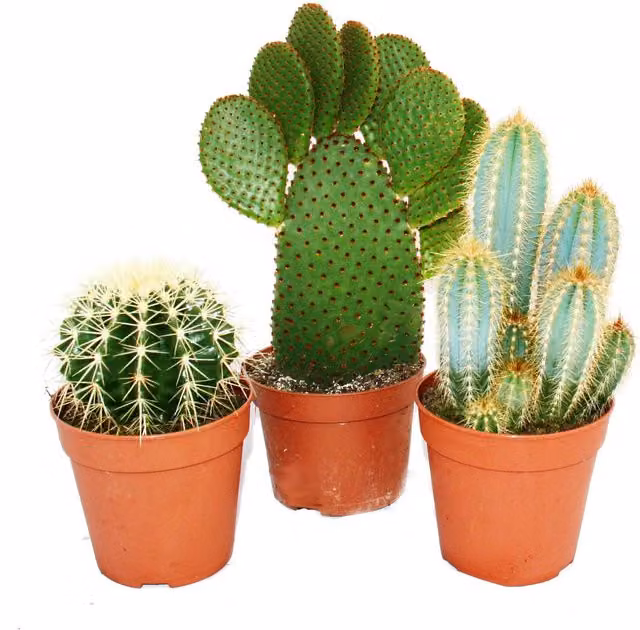 Set de 3 cactus grandes ornamentales EXOTENHERZ en macetas de cerámica verde, Altura: 15-28 cm, Diámetro de maceta: 12 cm