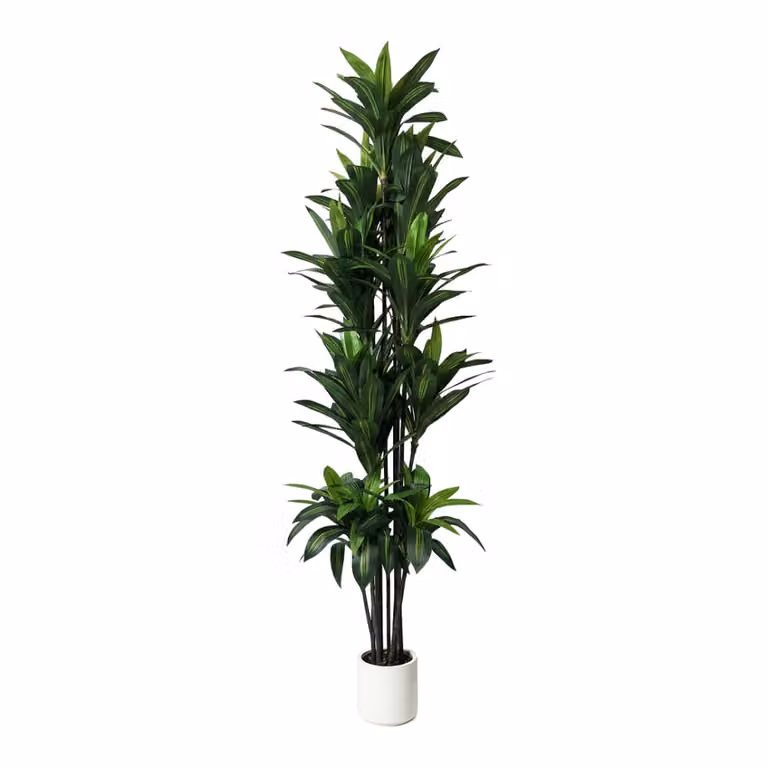 Planta artificial decorativa Dracaena de Kactus Republic con maceta, color verde, Altura: 250 cm