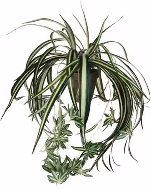 Planta artificial Chlorophytum de Mica Decorations en color verde y blanco, con maceta redonda, An/P/Al: 45 x 45 x 45 cm