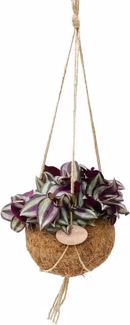 Planta de interior Tradescantia de EXOTENHERZ en cesta colgante de coco multicolor de 15 cm