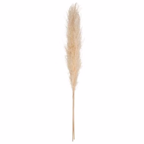 Juego de 3 Hierbas de Pampa Naturales Atmosphera en color beige, Altura: 109 cm, para decoración de interior estilo bohemio