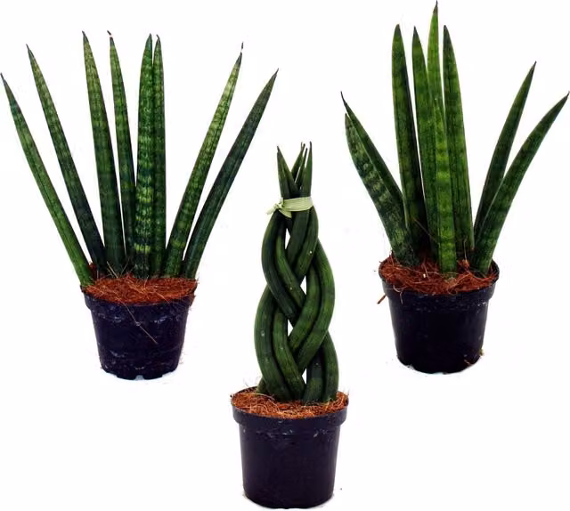 Set de 3 plantas Sansevieria de EXOTENHERZ con follaje verde en maceta de 6,5 cm