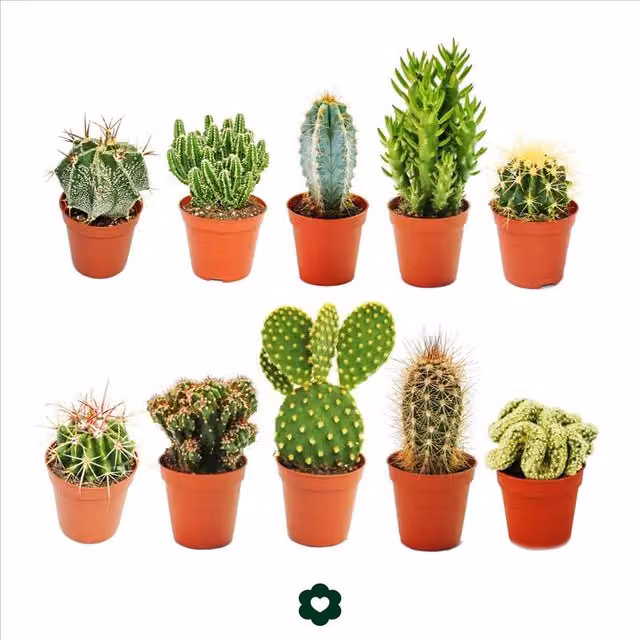 Lote de 10 cactus diferentes de EXOTENHERZ con macetas de cerámica verde, altura: 8 a 15 cm