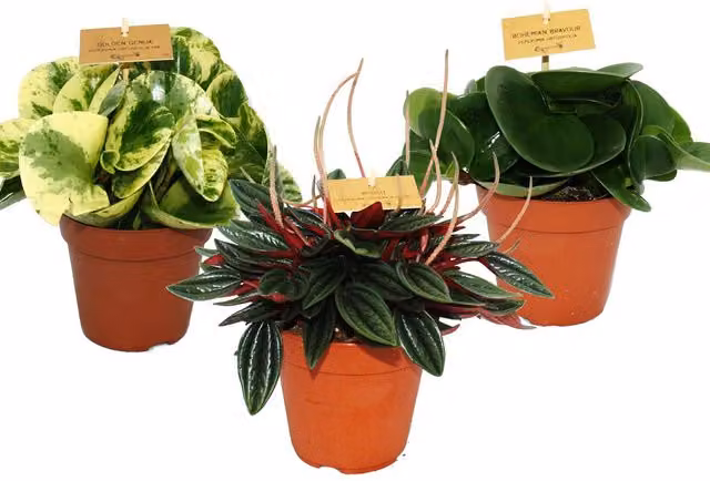 Set de 3 plantas de interior Peperomia de EXOTENHERZ con follaje verde y macetas negras