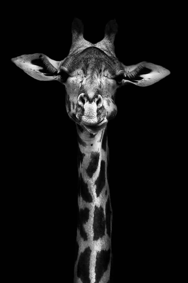 Cuadro de jirafa de alto retrato Hexoa sobre lienzo en blanco y negro An/P/Al: 40 x 60 cm