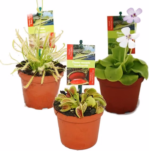 Set de iniciación de 3 plantas carnívoras ornamentales de EXOTENHERZ en maceta