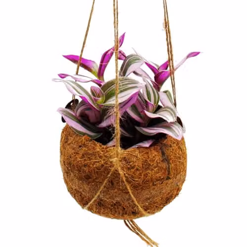 Kokodama Tradescantia Nanouk de exotenherz, planta colgante de interior con follaje multicolor y verde, aprox. 13 cm