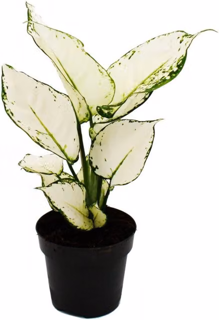 Aglaonema White Joy de Exotenherz, planta de interior con follaje variegado blanco, Altura: 25-30 cm