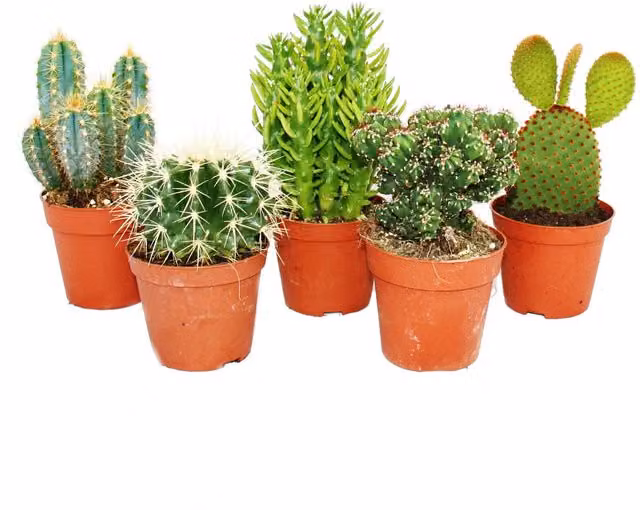 Set de 5 cactus medianos ornamentales de EXOTENHERZ con macetas colgantes verdes, Altura: 12-18 cm, Diámetro de maceta: 8,5 cm