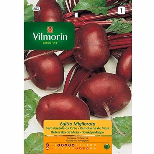 Semillas de Remolacha de Mesa Vilmorin variedad Egipto, color rojo, 7 g