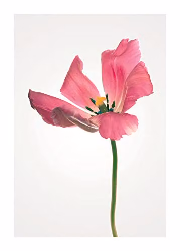 Póster de papel Komar con diseño floral de tulipán en colores rosa, verde y amarillo, An x Al: 50 x 70 cm