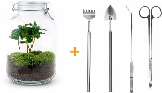 Kit de terrario DIY EXOTENHERZ con planta de café en mason jar de cristal transparente de 28 cm y herramientas de jardinería