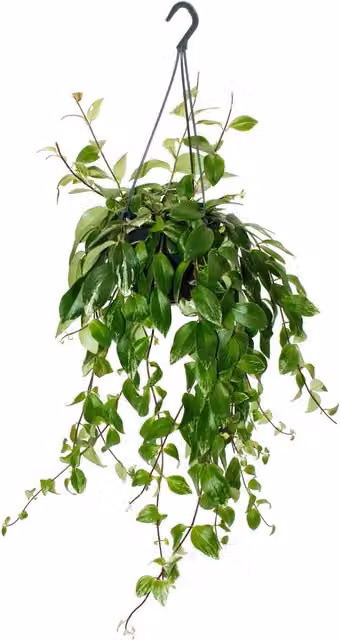 Planta colgante Aeschynanthus lobbianus variegatus de EXOTENHERZ con maceta de 15 cm