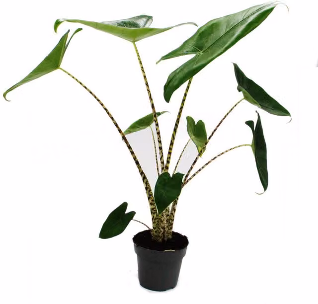 Planta de interior Alocasia zebrina Exotenherz con follaje verde en maceta de plástico de 14 cm
