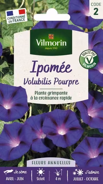 Semillas de ipomée volubilis de color púrpura de Vilmorin para jardín ornamental
