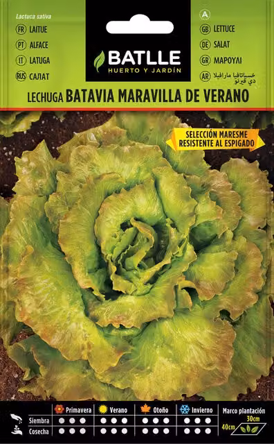 Semillas de Lechuga Maravilla de Vereno Maresme Semillas Batlle, 3 bolsas de 3 g cada una
