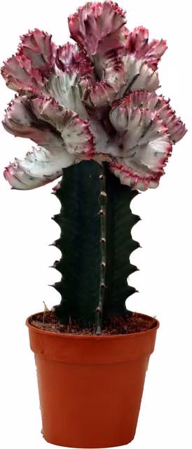 Euphorbia lactea cristata injertada de EXOTENHERZ en maceta de 12 cm para interior
