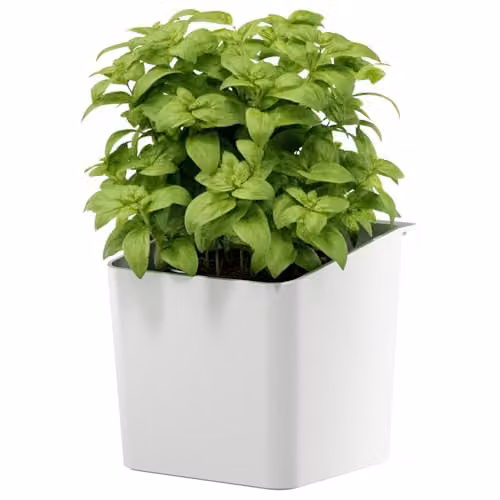 Macetero colgante autoadhesivo para plantas aromáticas tesa en color blanco con adaptador para montaje en pared sin taladrar