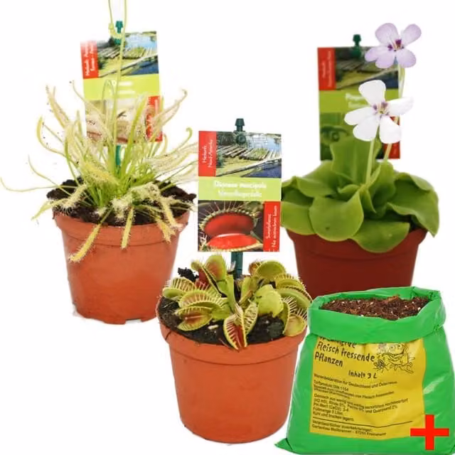 Set de iniciación de plantas carnívoras Exotenherz con 3 plantas y suelo especial multicolor