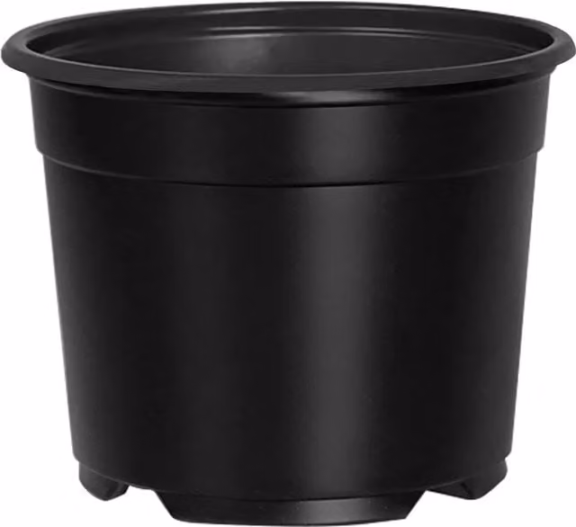 Set de 50 macetas redondas SYFAX de plástico color negro para flores y plantas de interior, Diámetro: 10 cm, Altura: 8 cm