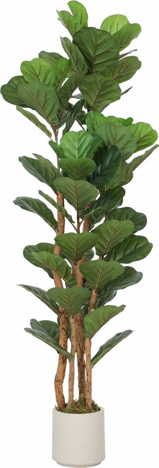 Ficus artificial Northio verde de 150 cm de altura