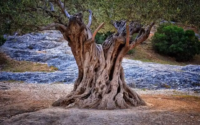 Cuadro Naturaleza Olivo Centenario de HXA DECO en lienzo, An: 80 cm, Al: 50 cm