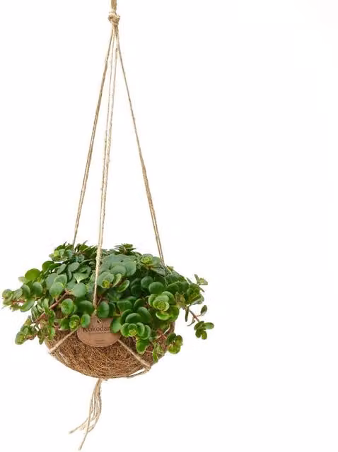 Kokodama Exotenherz Sedum Tornado Sedum makinoi en maceta colgante de 15 cm