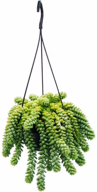 Suculenta colgante Sedum morganianum Burrito de EXOTENHERZ en maceta de 14 cm