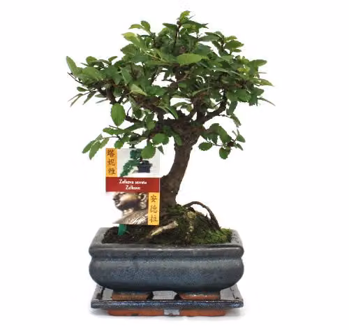 Bonsai de Olmo Chino Ulmus parviflora de 6 años con forma esférica y follaje verde de Exotenherz